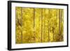 Colorado, San Juan Mountains. Aspen Trees in Autumn Color-Jaynes Gallery-Framed Photographic Print