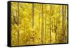 Colorado, San Juan Mountains. Aspen Trees in Autumn Color-Jaynes Gallery-Framed Stretched Canvas