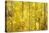 Colorado, San Juan Mountains. Aspen Trees in Autumn Color-Jaynes Gallery-Stretched Canvas