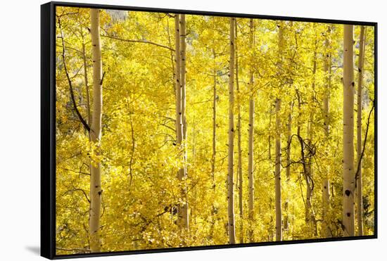 Colorado, San Juan Mountains. Aspen Trees in Autumn Color-Jaynes Gallery-Framed Stretched Canvas