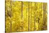 Colorado, San Juan Mountains. Aspen Trees in Autumn Color-Jaynes Gallery-Stretched Canvas