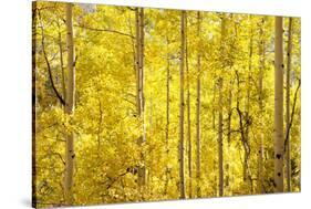 Colorado, San Juan Mountains. Aspen Trees in Autumn Color-Jaynes Gallery-Stretched Canvas