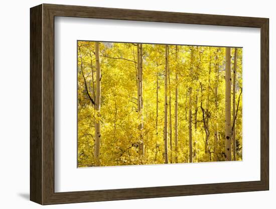 Colorado, San Juan Mountains. Aspen Trees in Autumn Color-Jaynes Gallery-Framed Photographic Print