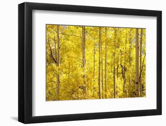 Colorado, San Juan Mountains. Aspen Trees in Autumn Color-Jaynes Gallery-Framed Photographic Print