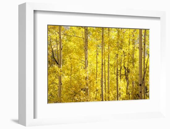 Colorado, San Juan Mountains. Aspen Trees in Autumn Color-Jaynes Gallery-Framed Photographic Print