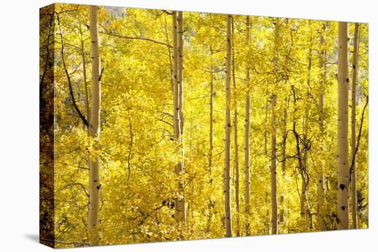 Colorado, San Juan Mountains. Aspen Trees in Autumn Color-Jaynes Gallery-Stretched Canvas