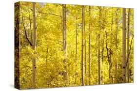 Colorado, San Juan Mountains. Aspen Trees in Autumn Color-Jaynes Gallery-Stretched Canvas