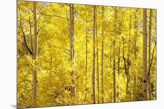 Colorado, San Juan Mountains. Aspen Trees in Autumn Color-Jaynes Gallery-Mounted Premium Photographic Print