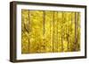 Colorado, San Juan Mountains. Aspen Trees in Autumn Color-Jaynes Gallery-Framed Photographic Print