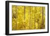 Colorado, San Juan Mountains. Aspen Trees in Autumn Color-Jaynes Gallery-Framed Photographic Print