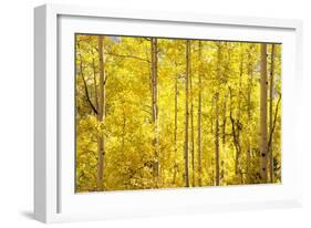 Colorado, San Juan Mountains. Aspen Trees in Autumn Color-Jaynes Gallery-Framed Photographic Print