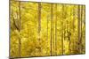 Colorado, San Juan Mountains. Aspen Trees in Autumn Color-Jaynes Gallery-Mounted Photographic Print