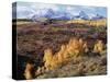 Colorado, San Juan Mountains, Autumn Colors of Aspen at Dallas Divide-Christopher Talbot Frank-Stretched Canvas
