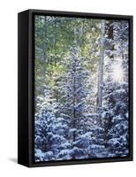 Colorado, San Juan Mountains, First Snow in the Forest-Christopher Talbot Frank-Framed Stretched Canvas
