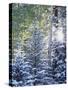 Colorado, San Juan Mountains, First Snow in the Forest-Christopher Talbot Frank-Stretched Canvas