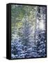 Colorado, San Juan Mountains, First Snow in the Forest-Christopher Talbot Frank-Framed Stretched Canvas