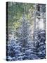 Colorado, San Juan Mountains, First Snow in the Forest-Christopher Talbot Frank-Stretched Canvas