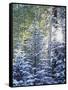Colorado, San Juan Mountains, First Snow in the Forest-Christopher Talbot Frank-Framed Stretched Canvas