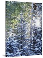 Colorado, San Juan Mountains, First Snow in the Forest-Christopher Talbot Frank-Stretched Canvas