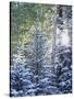 Colorado, San Juan Mountains, First Snow in the Forest-Christopher Talbot Frank-Stretched Canvas