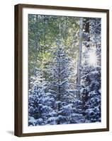 Colorado, San Juan Mountains, First Snow in the Forest-Christopher Talbot Frank-Framed Premium Photographic Print