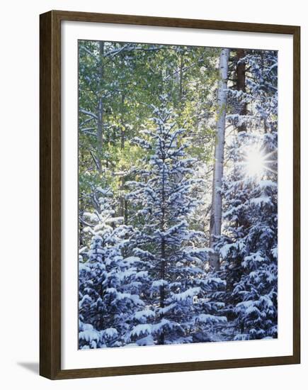 Colorado, San Juan Mountains, First Snow in the Forest-Christopher Talbot Frank-Framed Premium Photographic Print