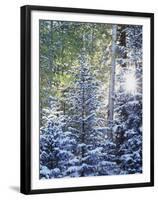 Colorado, San Juan Mountains, First Snow in the Forest-Christopher Talbot Frank-Framed Premium Photographic Print