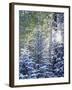 Colorado, San Juan Mountains, First Snow in the Forest-Christopher Talbot Frank-Framed Premium Photographic Print