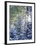 Colorado, San Juan Mountains, First Snow in the Forest-Christopher Talbot Frank-Framed Premium Photographic Print