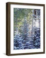 Colorado, San Juan Mountains, First Snow in the Forest-Christopher Talbot Frank-Framed Photographic Print