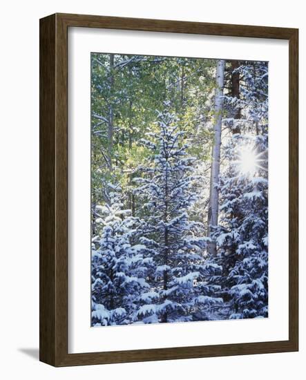 Colorado, San Juan Mountains, First Snow in the Forest-Christopher Talbot Frank-Framed Photographic Print