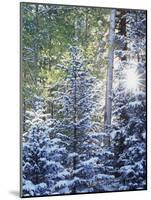 Colorado, San Juan Mountains, First Snow in the Forest-Christopher Talbot Frank-Mounted Photographic Print