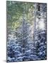 Colorado, San Juan Mountains, First Snow in the Forest-Christopher Talbot Frank-Mounted Photographic Print