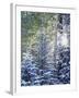 Colorado, San Juan Mountains, First Snow in the Forest-Christopher Talbot Frank-Framed Photographic Print