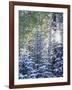 Colorado, San Juan Mountains, First Snow in the Forest-Christopher Talbot Frank-Framed Photographic Print