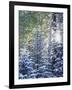 Colorado, San Juan Mountains, First Snow in the Forest-Christopher Talbot Frank-Framed Photographic Print