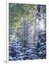 Colorado, San Juan Mountains, First Snow in the Forest-Christopher Talbot Frank-Framed Photographic Print