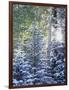 Colorado, San Juan Mountains, First Snow in the Forest-Christopher Talbot Frank-Framed Photographic Print