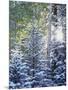 Colorado, San Juan Mountains, First Snow in the Forest-Christopher Talbot Frank-Mounted Photographic Print