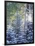 Colorado, San Juan Mountains, First Snow in the Forest-Christopher Talbot Frank-Framed Photographic Print