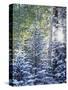 Colorado, San Juan Mountains, First Snow in the Forest-Christopher Talbot Frank-Stretched Canvas