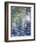 Colorado, San Juan Mountains, First Snow in the Forest-Christopher Talbot Frank-Framed Photographic Print