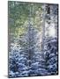 Colorado, San Juan Mountains, First Snow in the Forest-Christopher Talbot Frank-Mounted Photographic Print