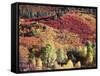 Colorado, San Juan Mountains, Uncompahgre Nf, Autumn Colors-Christopher Talbot Frank-Framed Stretched Canvas