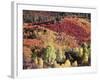 Colorado, San Juan Mountains, Uncompahgre Nf, Autumn Colors-Christopher Talbot Frank-Framed Photographic Print