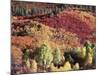Colorado, San Juan Mountains, Uncompahgre Nf, Autumn Colors-Christopher Talbot Frank-Mounted Photographic Print