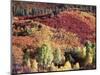 Colorado, San Juan Mountains, Uncompahgre Nf, Autumn Colors-Christopher Talbot Frank-Mounted Photographic Print