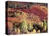 Colorado, San Juan Mountains, Uncompahgre Nf, Autumn Colors-Christopher Talbot Frank-Stretched Canvas