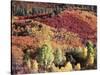 Colorado, San Juan Mountains, Uncompahgre Nf, Autumn Colors-Christopher Talbot Frank-Stretched Canvas