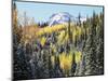 Colorado, San Juan Mts, First Snow and Fall Colors of Aspen Trees-Christopher Talbot Frank-Mounted Photographic Print